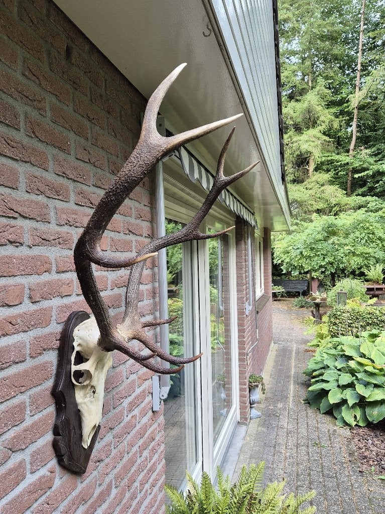 Prachtig groot edelhert gewei op donker gedecoreerd schild, Ophalen, Zo goed als nieuw, Hert, Gewei of Kop