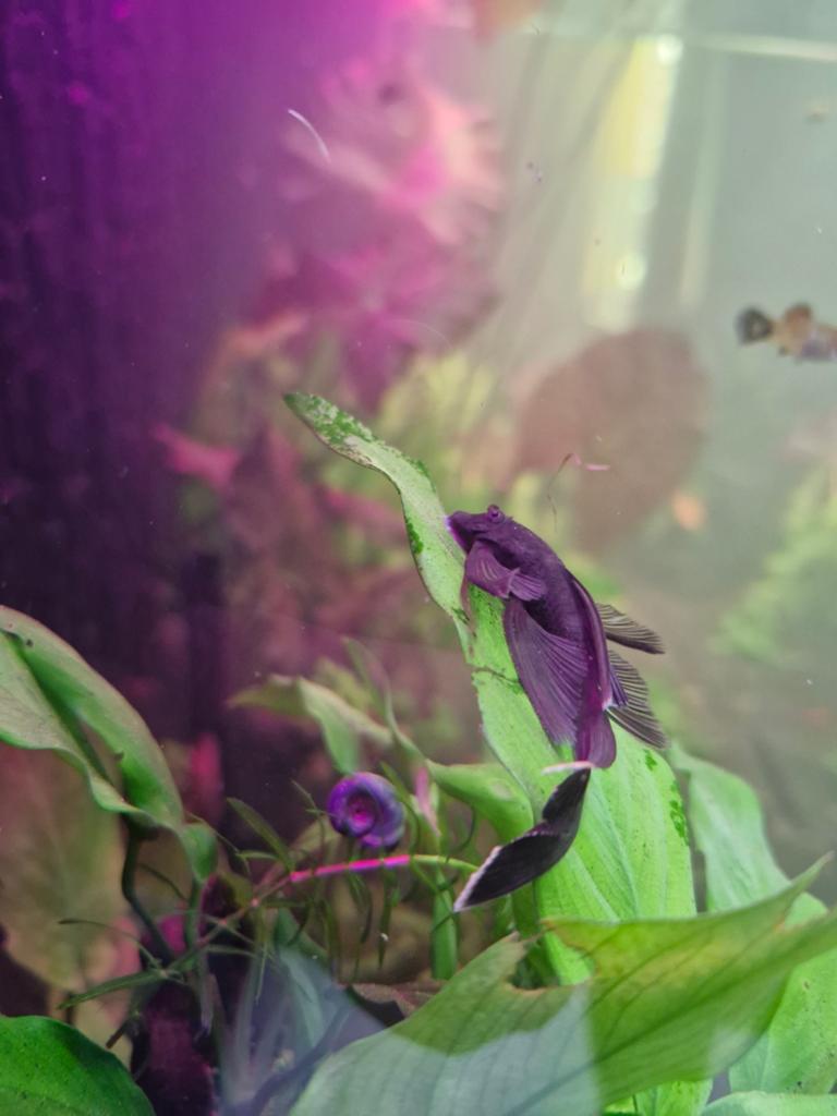 Ancistrus GREEN DRAGON longfin man en vrouw, Dieren en Toebehoren