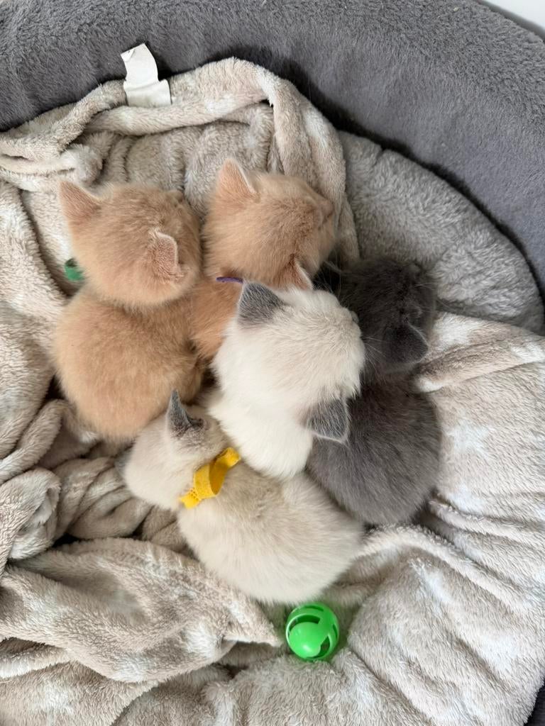 Britse lang/kort haar kittens, Dieren en Toebehoren, Meerdere dieren, Ontwormd, 0 tot 2 jaar