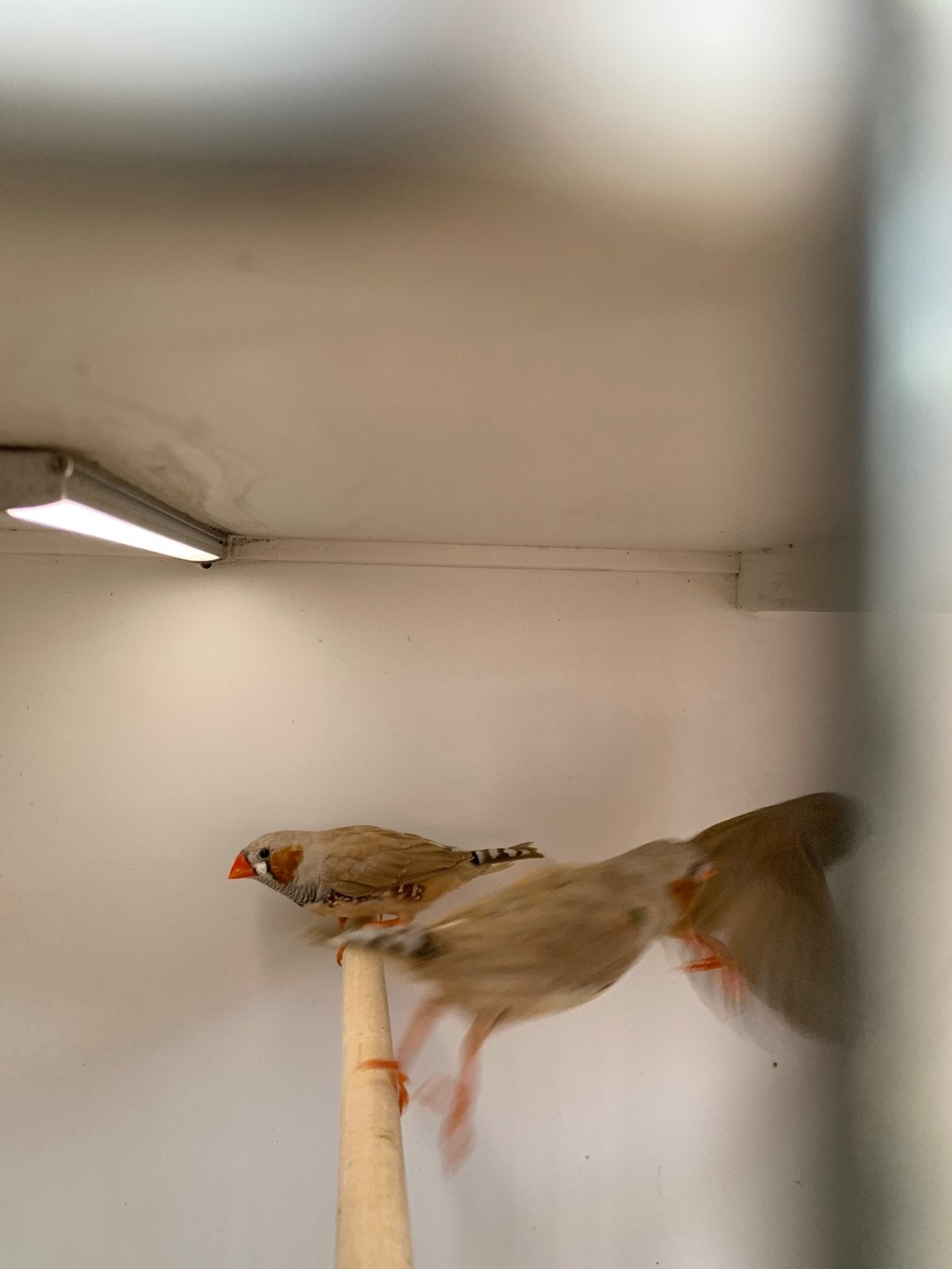 zebravinkjes, Meerdere dieren