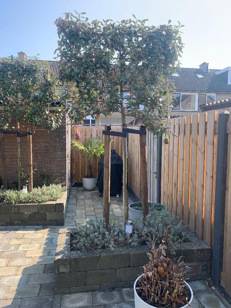 Olijfwilg leiboom, Tuin en Terras, Planten | Bomen, Bloeit niet, Leiboom, 100 tot 250 cm, Ophalen