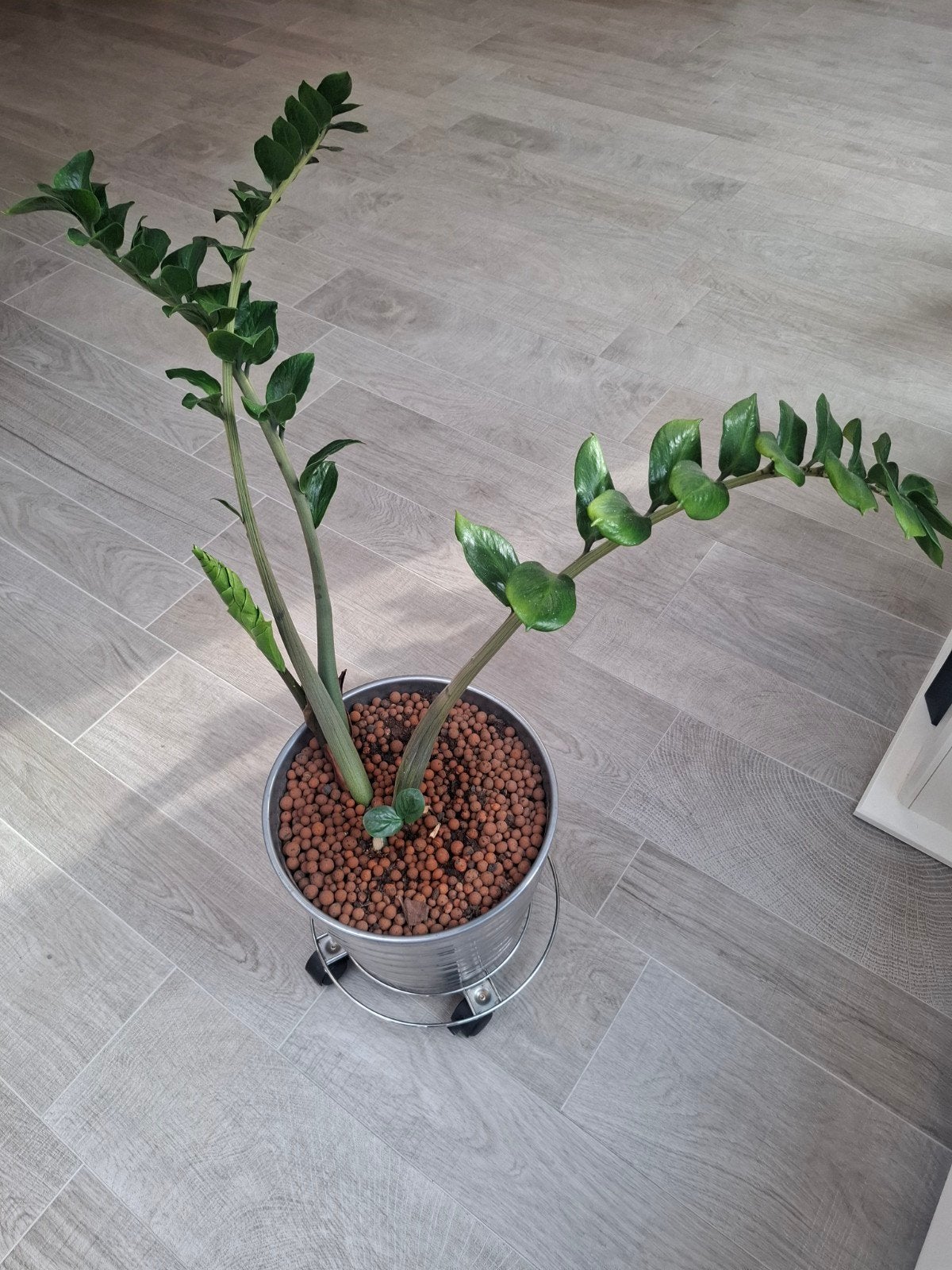 Mooie Zamioculcas plant met pot, Huis en Inrichting, Kamerplanten, Ophalen, Vetplant, Halfschaduw, Minder dan 100 cm