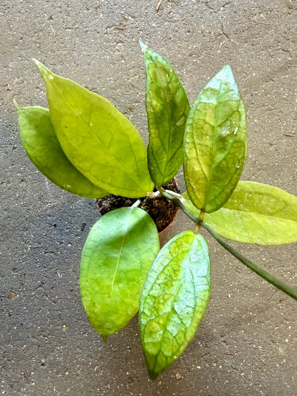 Hoya Tequila Sunrise p9, Overige soorten, In pot, Minder dan 100 cm, Groene kamerplant