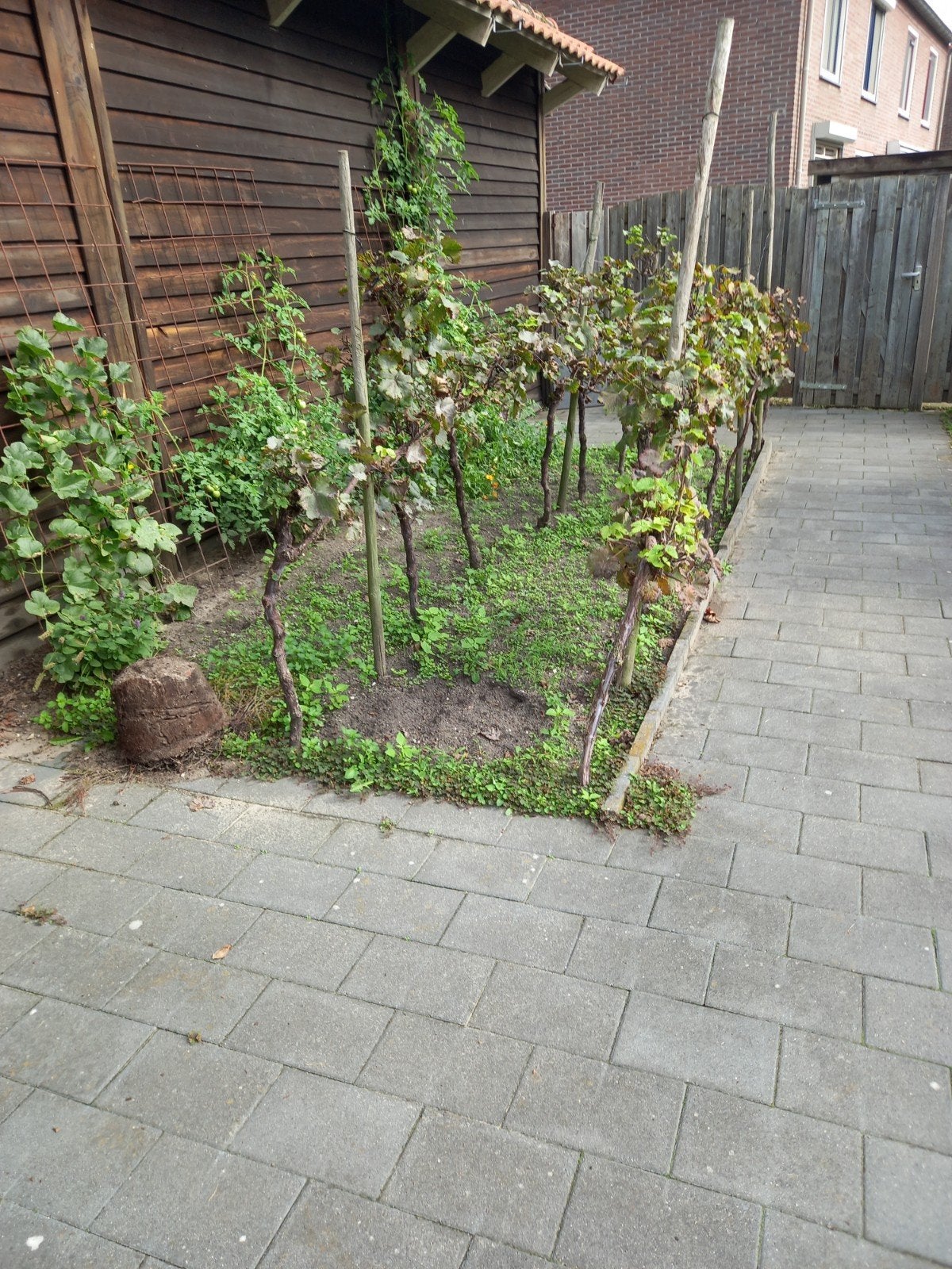 Wijn maken benodigdheden., Tuin en Terras, Ophalen, Volle zon, Overige soorten