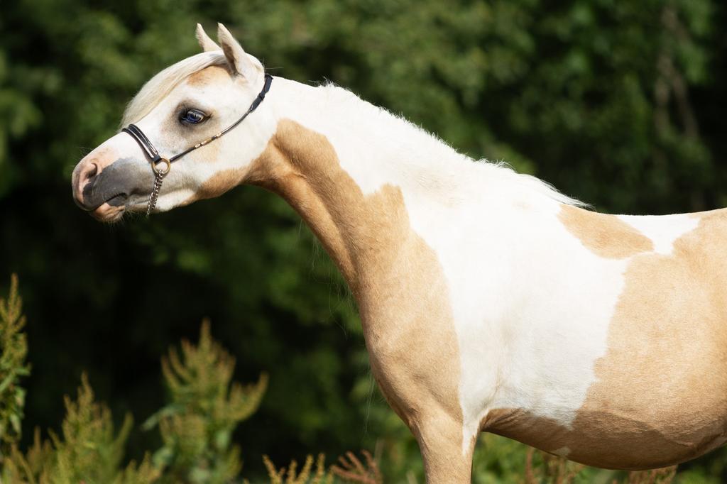 Diverse minipaarden; ASPC, AMHR en NMPRS, Meerdere dieren, Niet van toepassing, A pony (tot 1.17m), Met stamboom