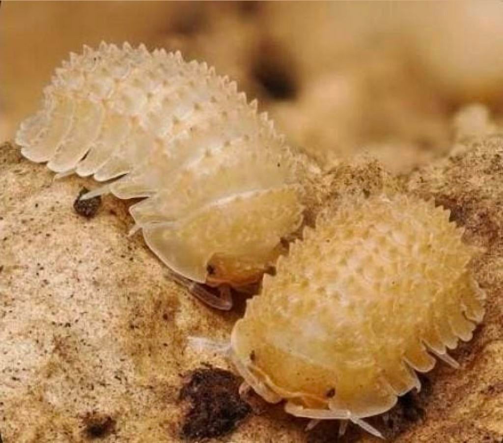 Cristarmadillidium muricatum isopods, Dieren en Toebehoren, Insecten en Spinnen, Overige soorten