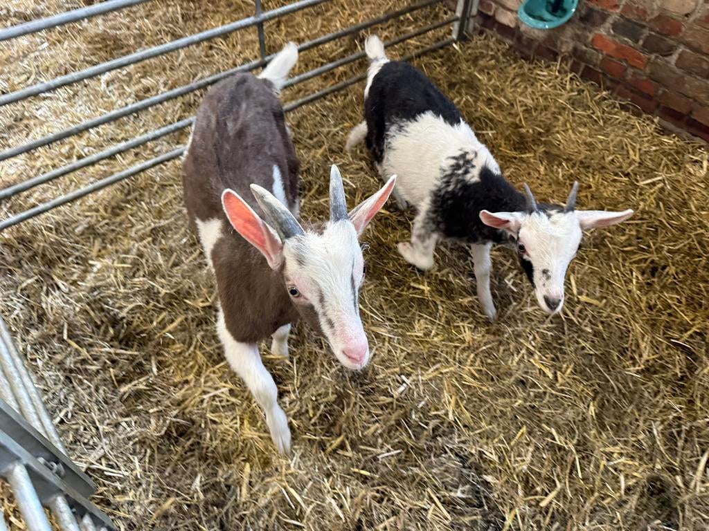 Te koop 2 jonge geiten, Dieren en Toebehoren, Vrouwelijk, Geit, 0 tot 2 jaar
