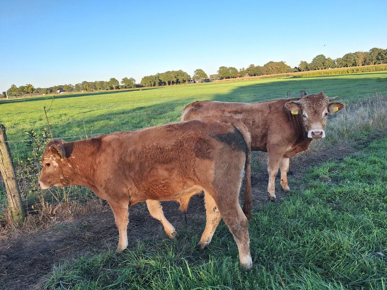 2 limosine weide stieren 12 en 9 mnd oud, Dieren en Toebehoren, Mannelijk