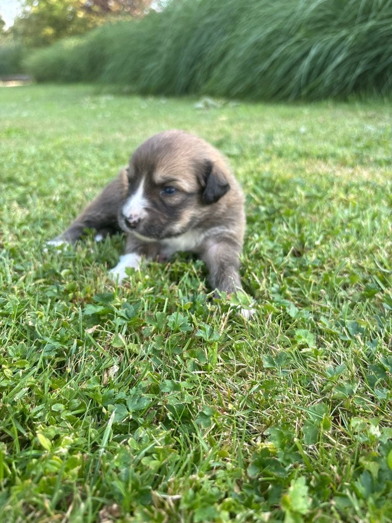 puppy Australian shepherd x Toller (nova scotia)  8 pups, Dieren en Toebehoren, Overige rassen, 8 tot 15 weken, Parvo, Meerdere dieren