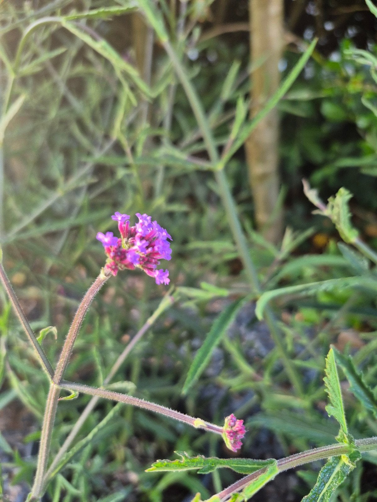 Verbena bonariensis ijzerhard, 3 stuks, 50cm hoog, Ophalen of Verzenden, Volle zon
