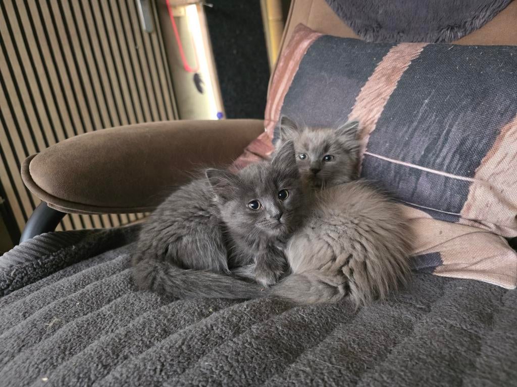 Ragdoll kittens (solid en mink), Meerdere dieren, Gechipt, 0 tot 2 jaar
