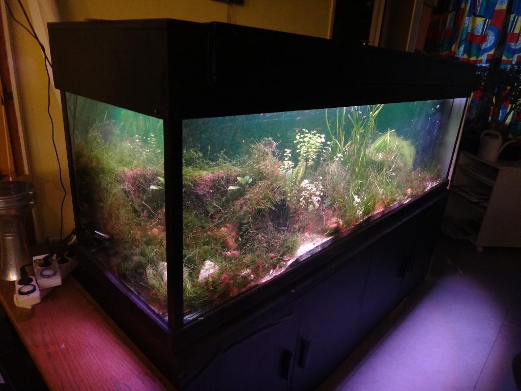 Groot aquarium, Dieren en Toebehoren, Vissen | Aquaria en Toebehoren, Gebruikt, Gevuld zoetwateraquarium, Inclusief deksel, Inclusief planten