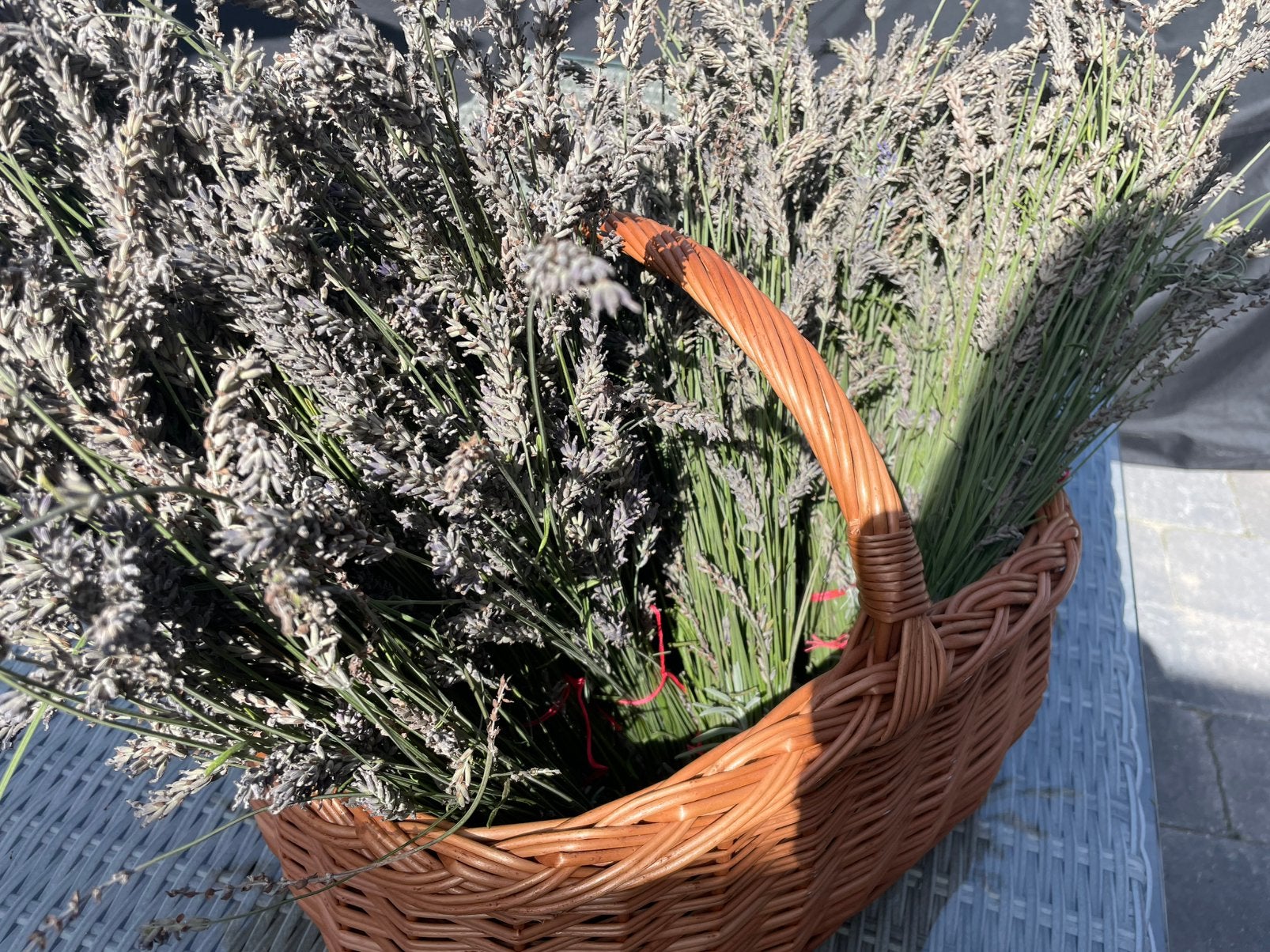 17 bosjes biologische lavendel - Heerlijk geurend!, Ophalen of Verzenden, Nieuw, Paars