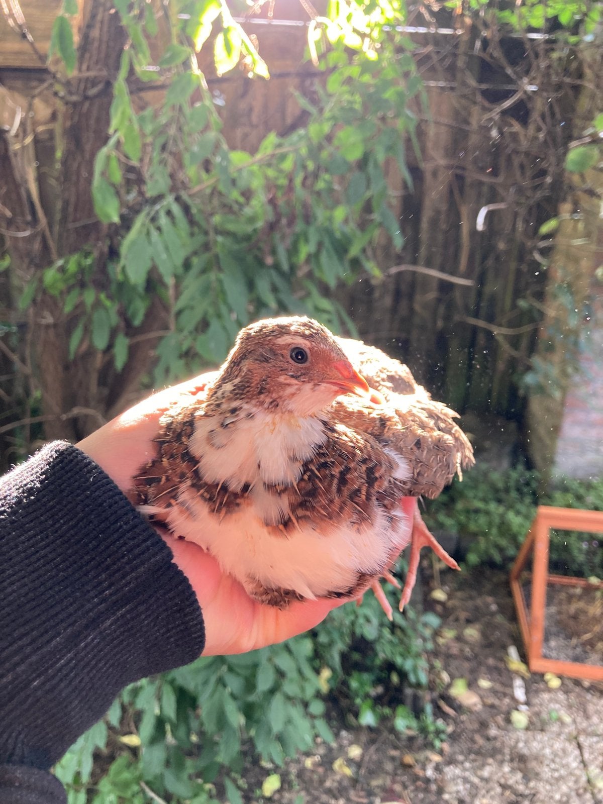 Kwartel Haan, Dieren en Toebehoren, Mannelijk, Overige soorten