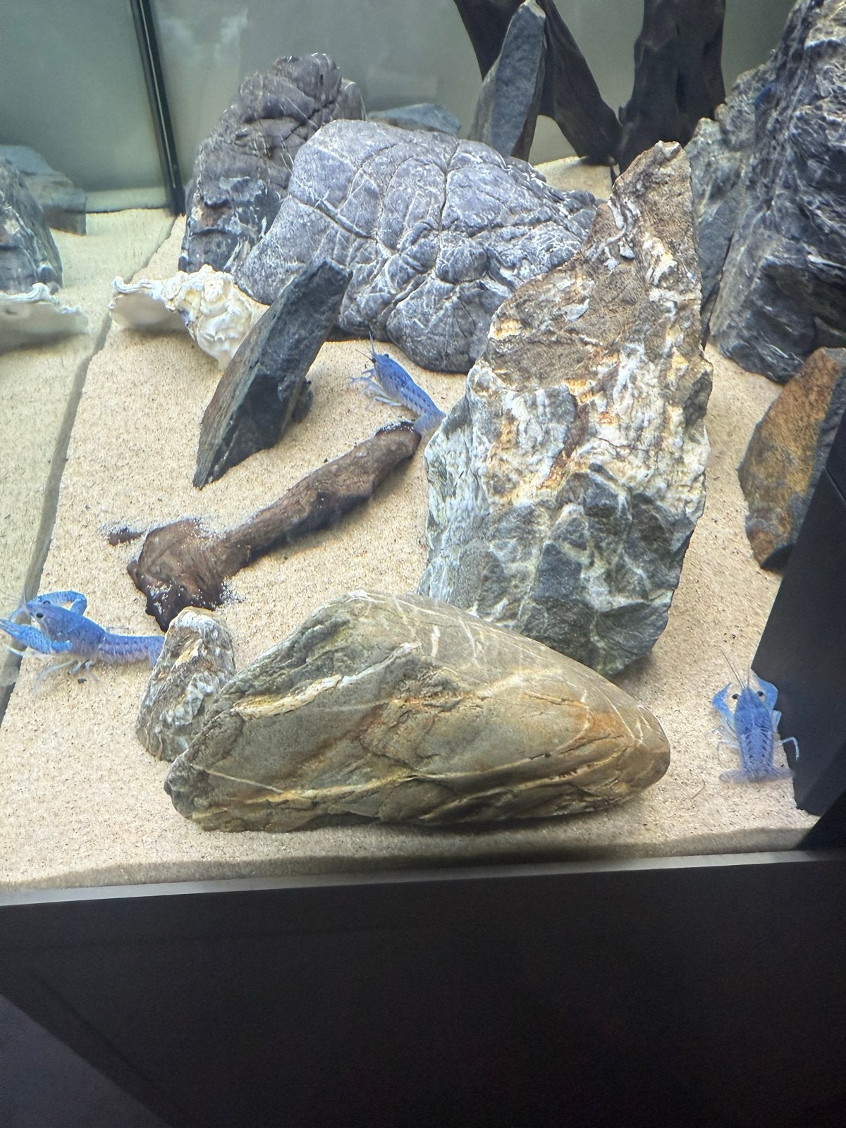 Blauwe Florida Kreeften, Dieren en Toebehoren, Vissen | Aquariumvissen, Kreeft, Krab of Garnaal, Zoetwatervis