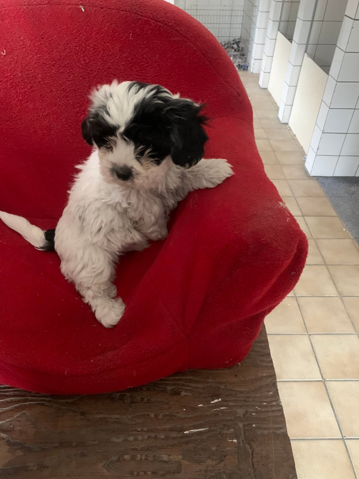 Shih Tzu, CDV (hondenziekte), 8 tot 15 weken, Meerdere, Nederland