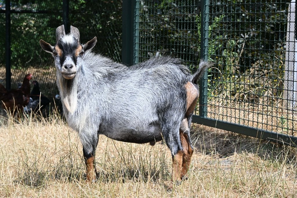 blauwschimmel dekbok dwerggeit, Dieren en Toebehoren, Mannelijk, Geit, 3 tot 5 jaar
