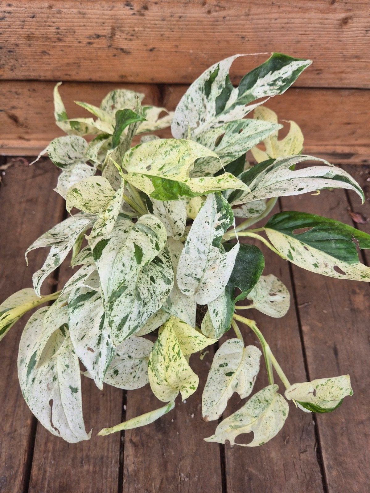 Epipremnum pinnatum Marble King p12 (2), Huis en Inrichting, Kamerplanten, Ophalen of Verzenden, Halfschaduw, Minder dan 100 cm