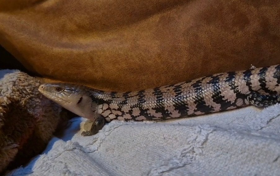 blauwtongskink Blue Tongue Skink photo 6