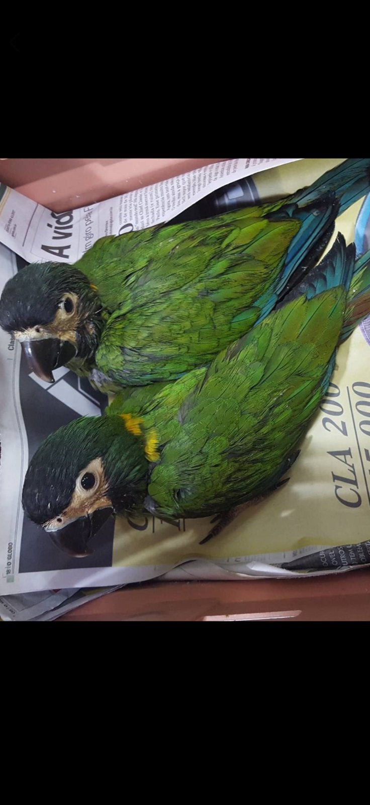 Geelnek baby vogel, Dieren en Toebehoren, Vogels | Parkieten en Papegaaien, Geslacht onbekend, Papegaai, Geringd