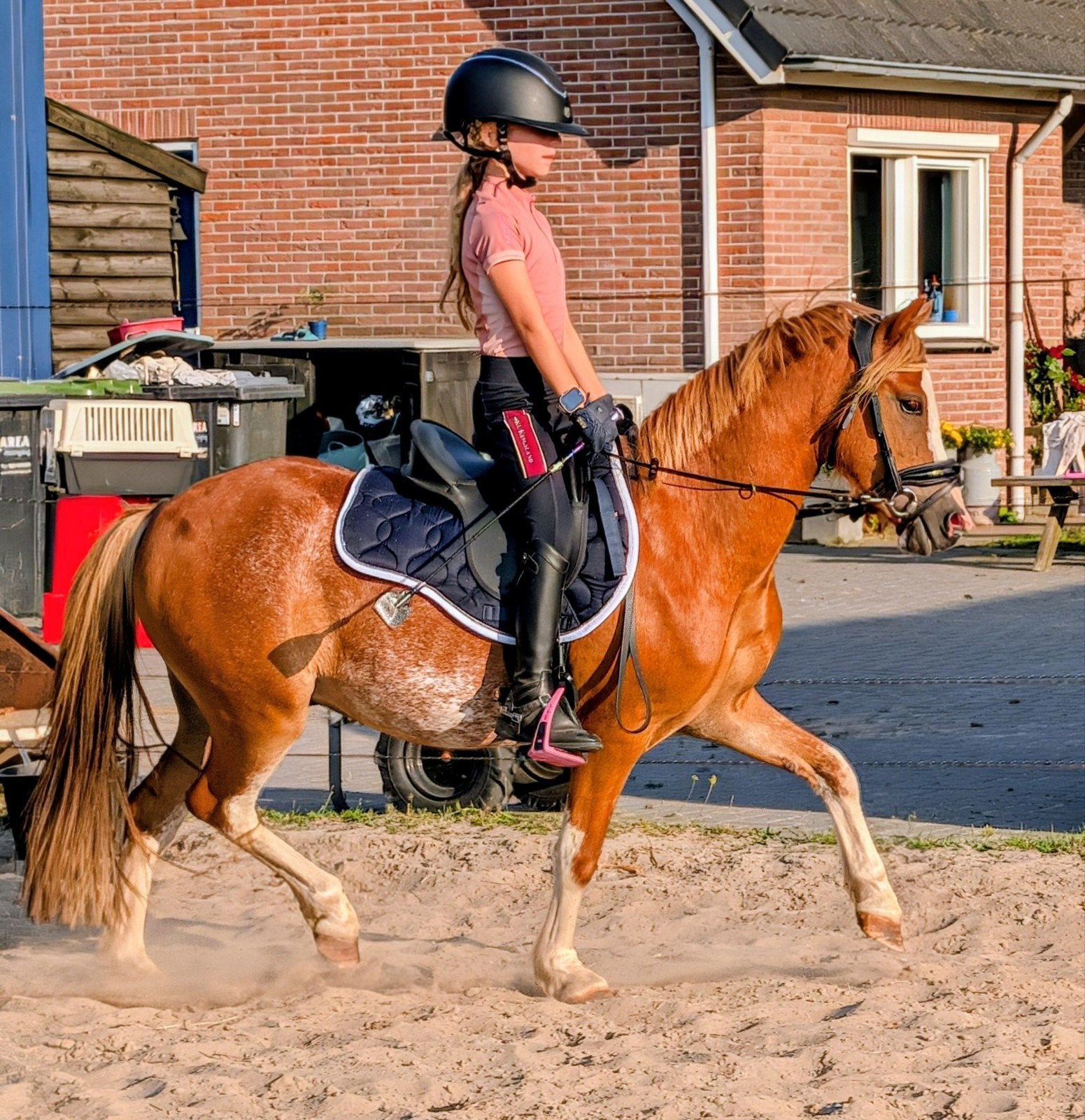 A Welsh pony Rico, Met stamboom, Ruin, Zadelmak, A pony (tot 1.17m)