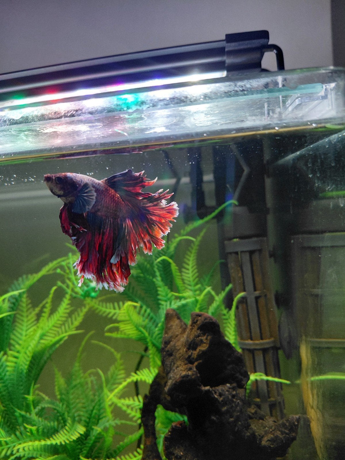 Prachtig aquarium cube met kast, Ophalen of Verzenden, Zo goed als nieuw, Gevuld zoetwateraquarium