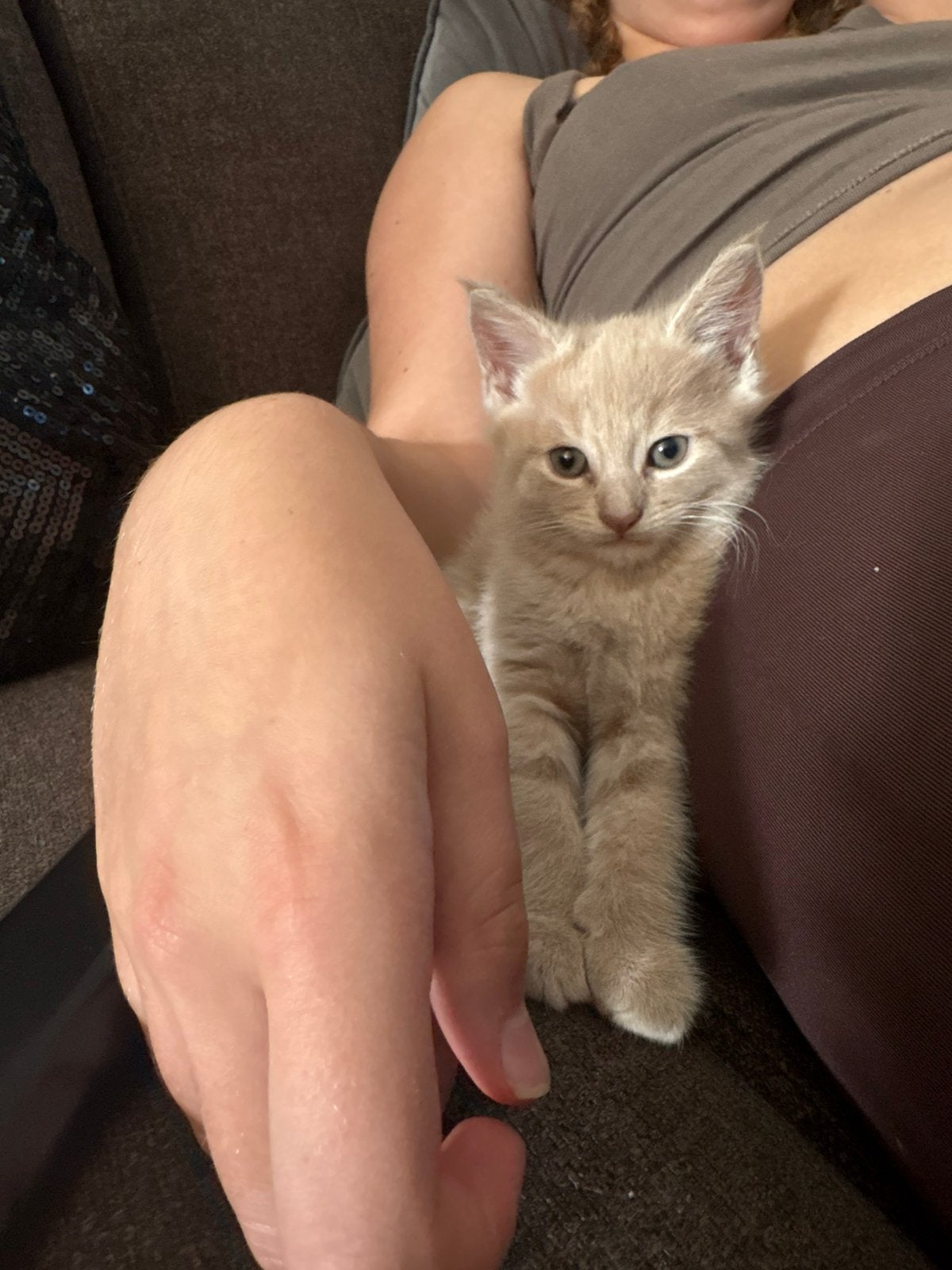 Maine coon kitten kattertje, Poes, Gechipt, 0 tot 2 jaar