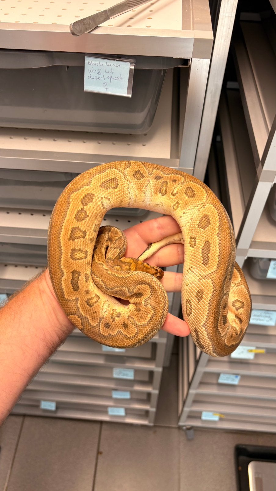 Special clown ball python Ball Python - unknown for sale from KAS