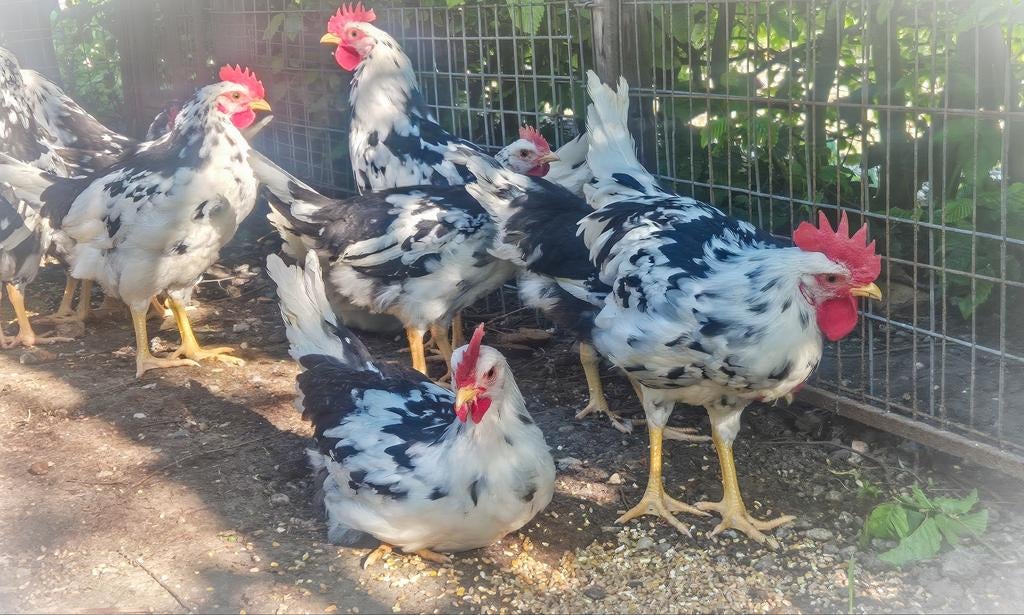 Bonte leghorn & porselein leghorn hanen te koop!, Dieren en Toebehoren, Pluimvee, Mannelijk, Kip