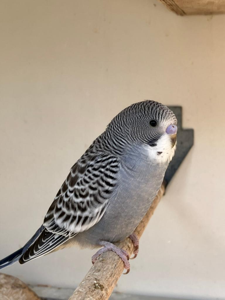 Te koop, jonge grasparkietje leuk om tam te maken, Dieren en Toebehoren, Vogels | Parkieten en Papegaaien, Meerdere dieren, Parkiet
