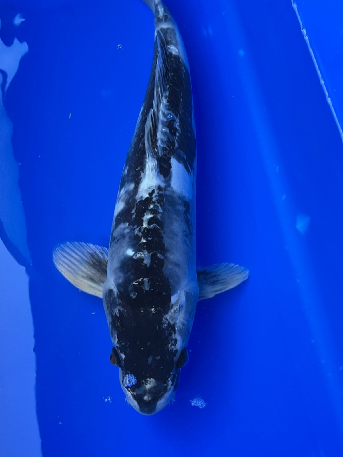 Kumonryu, Karper of Koi
