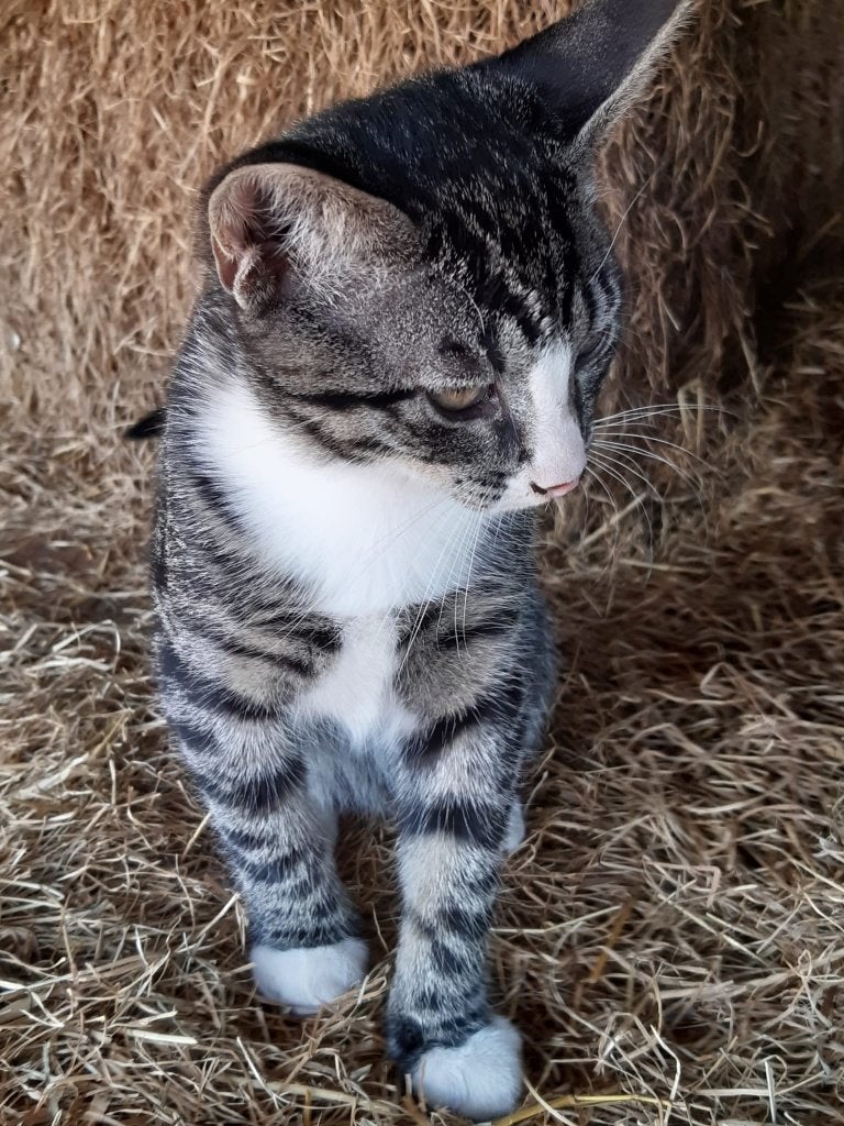 jonge katten, Dieren en Toebehoren, Meerdere dieren, Kortharig, 0 tot 2 jaar