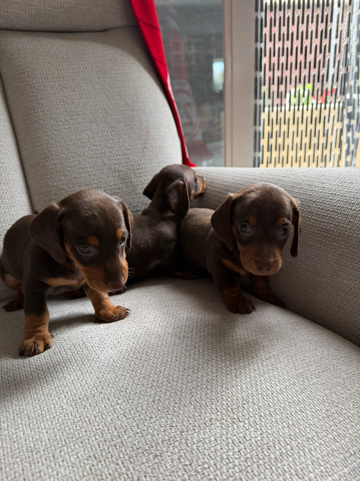 Te koop dwergteckelpupp’s, Parvo, 8 tot 15 weken, Korthaar, Dwerg