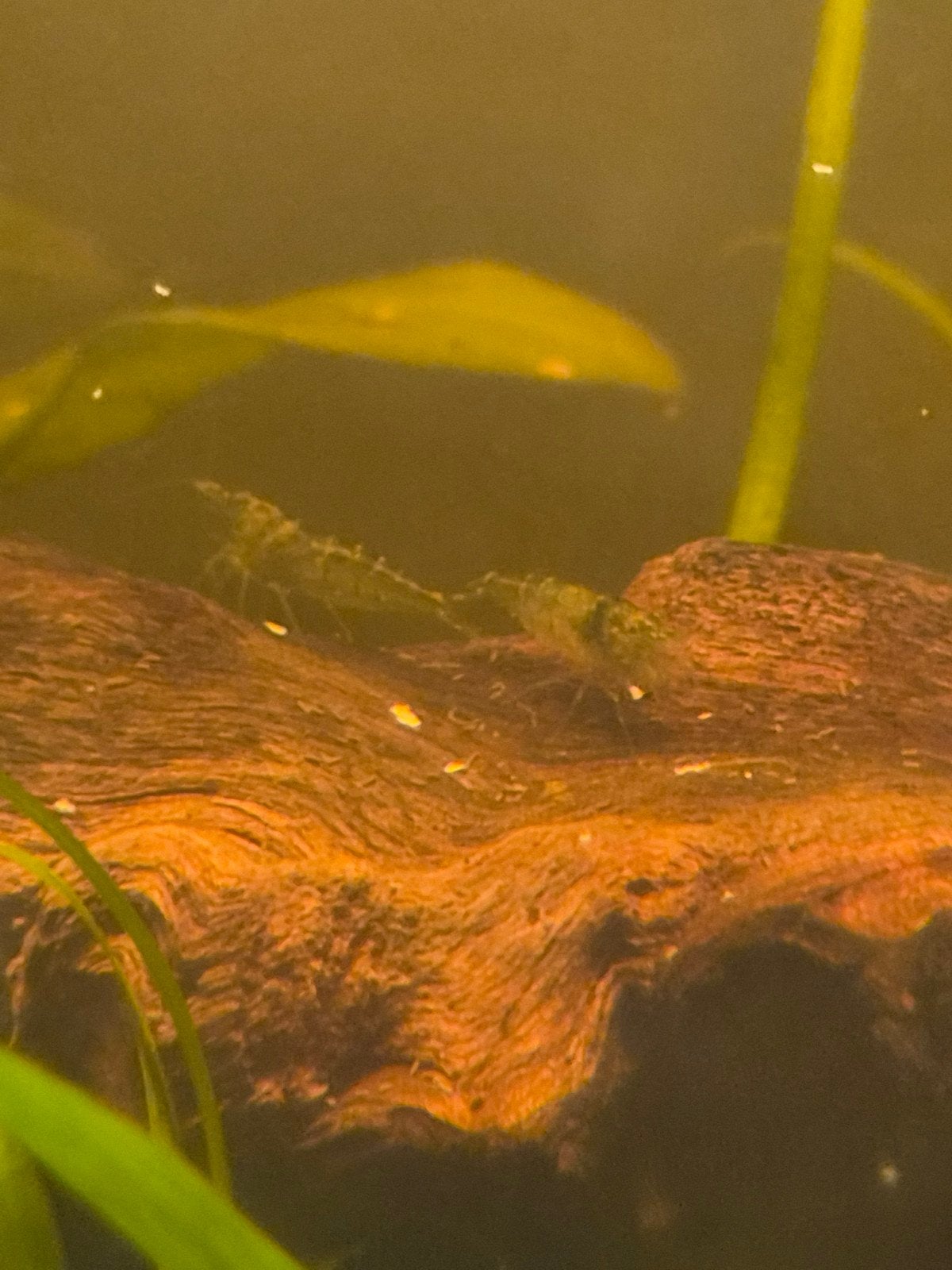 Garnalen, Dieren en Toebehoren, Kreeft, Krab of Garnaal