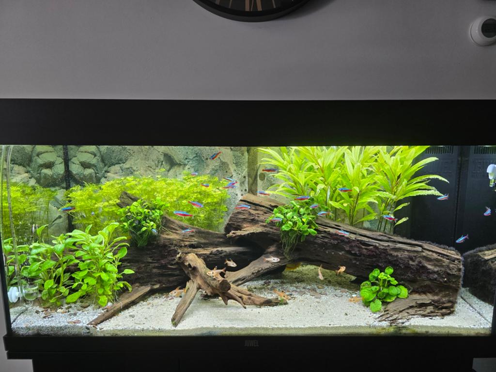 JUWEL Aquarium Rio incl. onderkast LED zwart 180 L, 101x41x1, Dieren en Toebehoren, Ophalen of Verzenden, Gevuld zoetwateraquarium