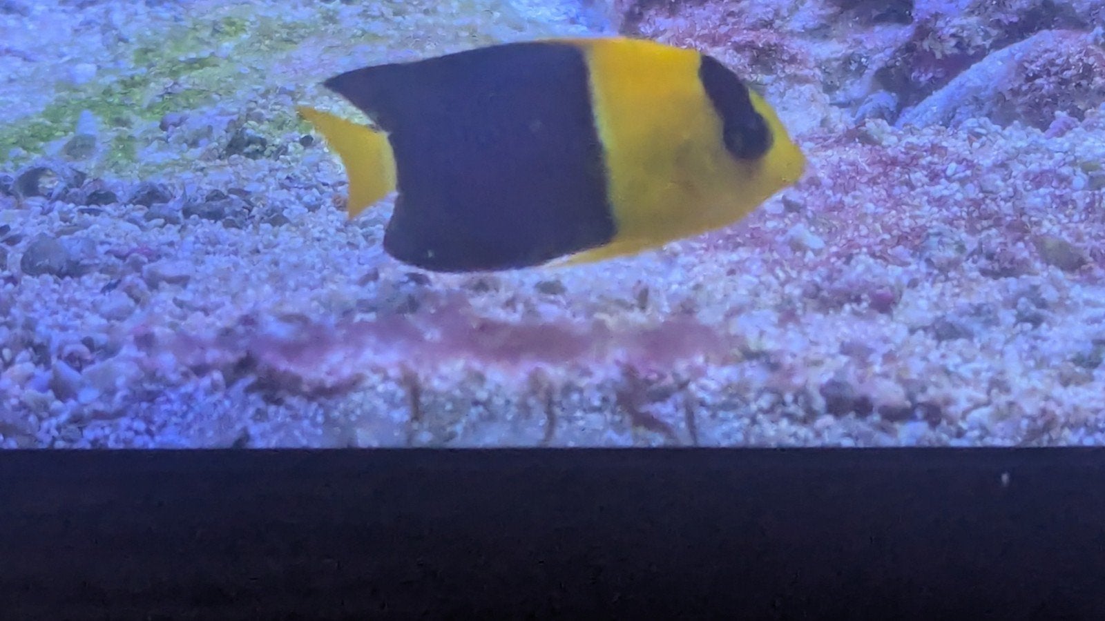 Diverse Zeevissen, Dieren en Toebehoren, Vissen | Aquariumvissen, Zoutwatervis, Vis