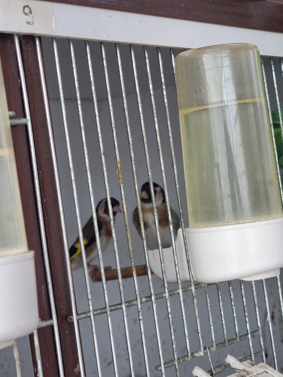 Parva putter, Dieren en Toebehoren, Vogels | Overige Vogels, Mannelijk, Wildzangvogel, Geringd