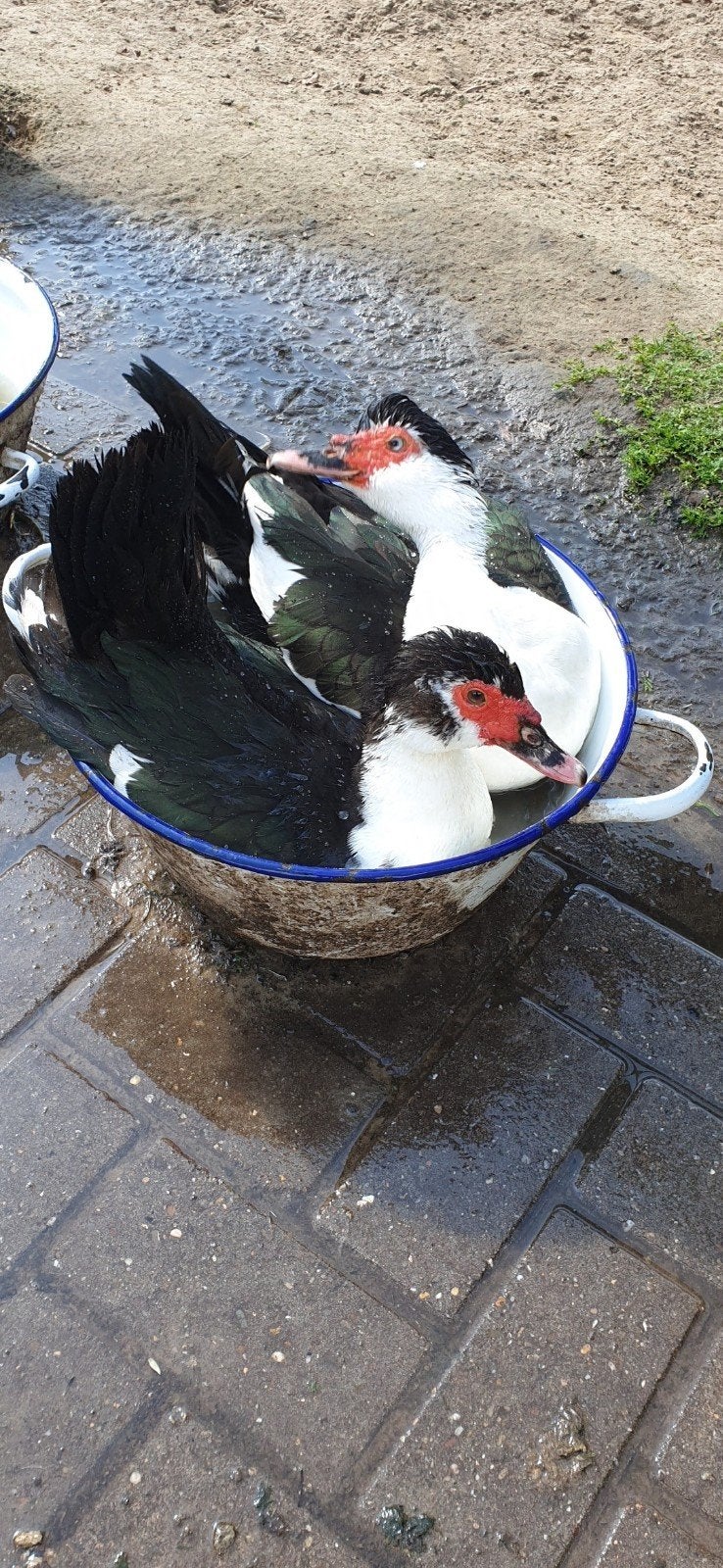 muskus eenden, Dieren en Toebehoren, Meerdere dieren, Eend