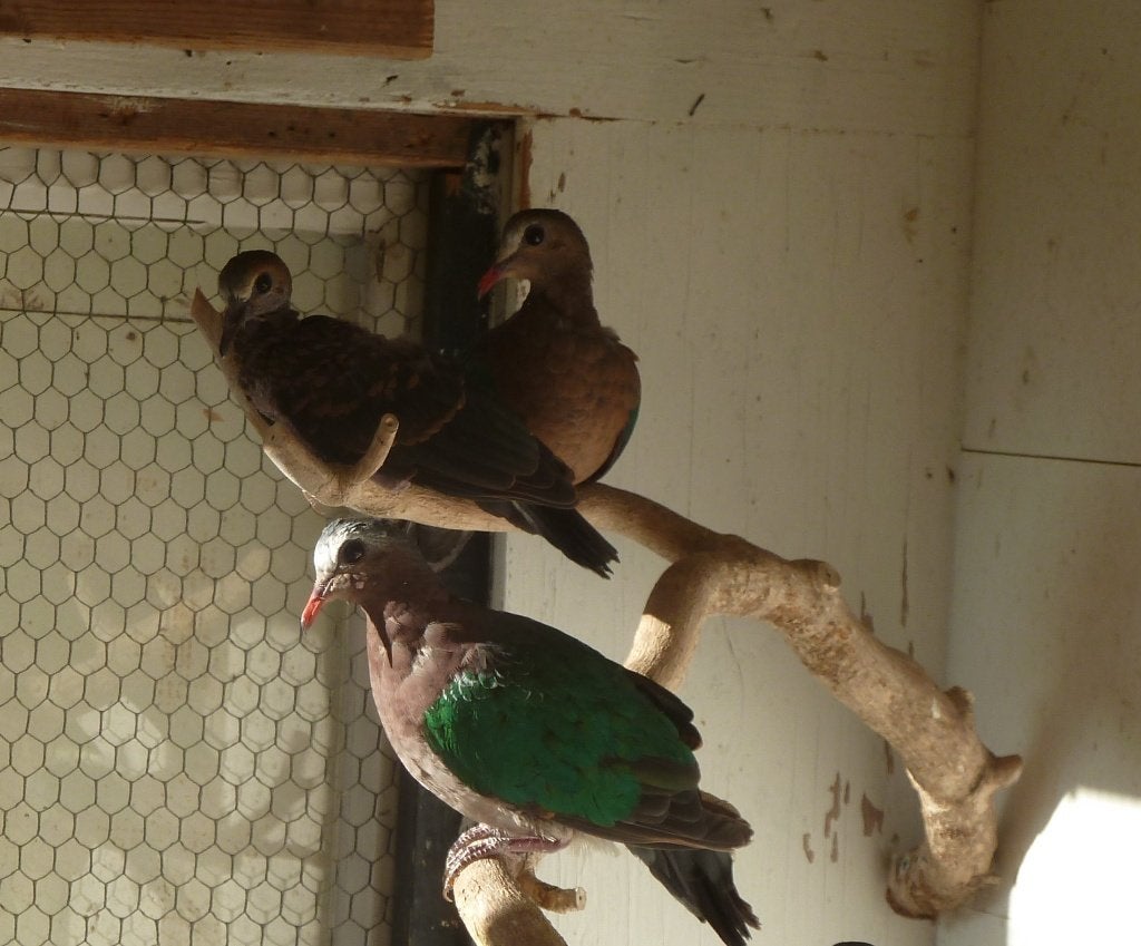 Groenvleugelduiven, Meerdere dieren, Tropenvogel