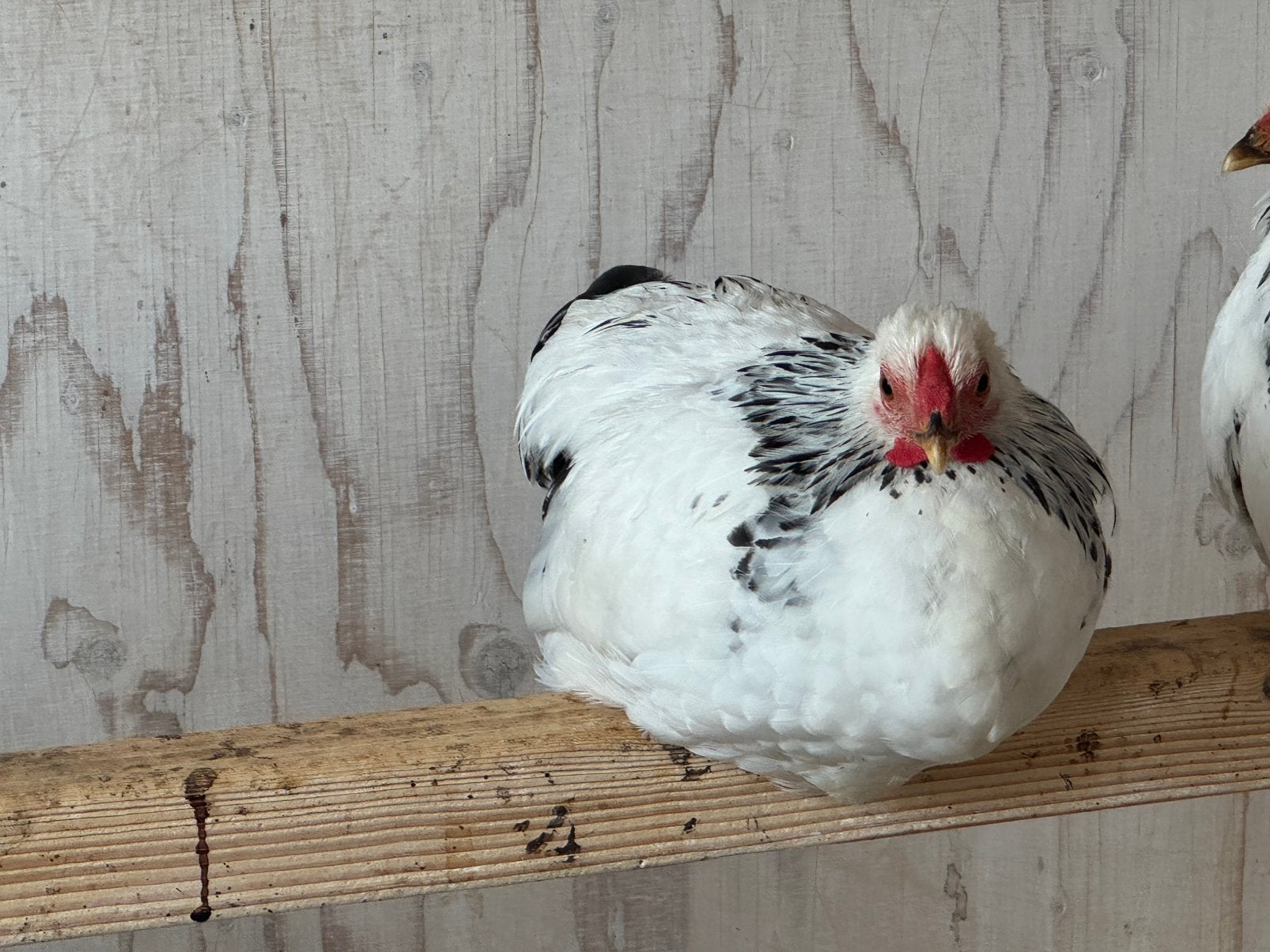 Columbia Wyandotte hanen, Dieren en Toebehoren, Pluimvee, Mannelijk, Kip