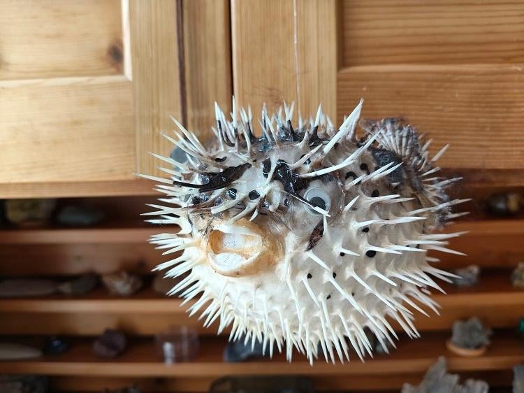 (303) Kogelvis uit de Filipijnen plm. 20 cm, Verzamelen, Dierenverzamelingen, Verzenden, Zo goed als nieuw, Overige soorten, Overige typen