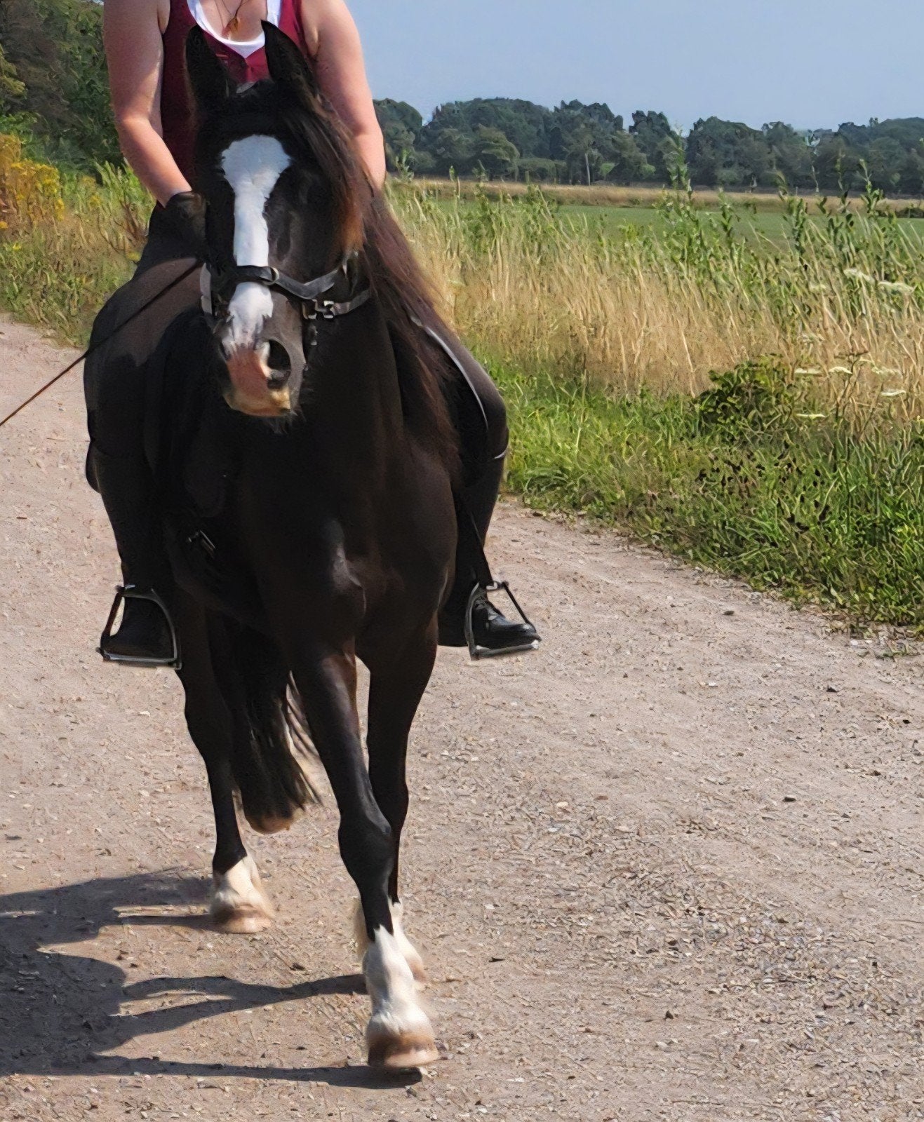 Bijrijd- en verzorgpony aangeboden in Udenhout, Dieren en Toebehoren, Ophalen, Nieuw