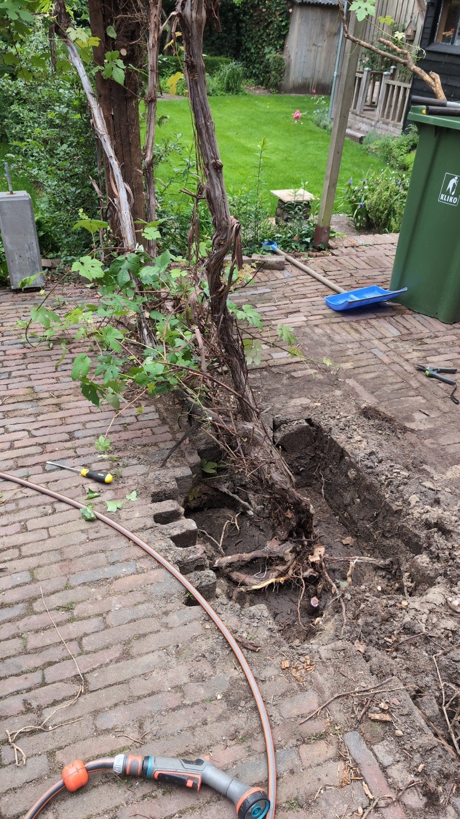 Oude Witte Druivenplant - 15-30 Jaar Oud, Tuin en Terras, Planten | Tuinplanten, Ophalen, Volle zon, Vaste plant, Zomer