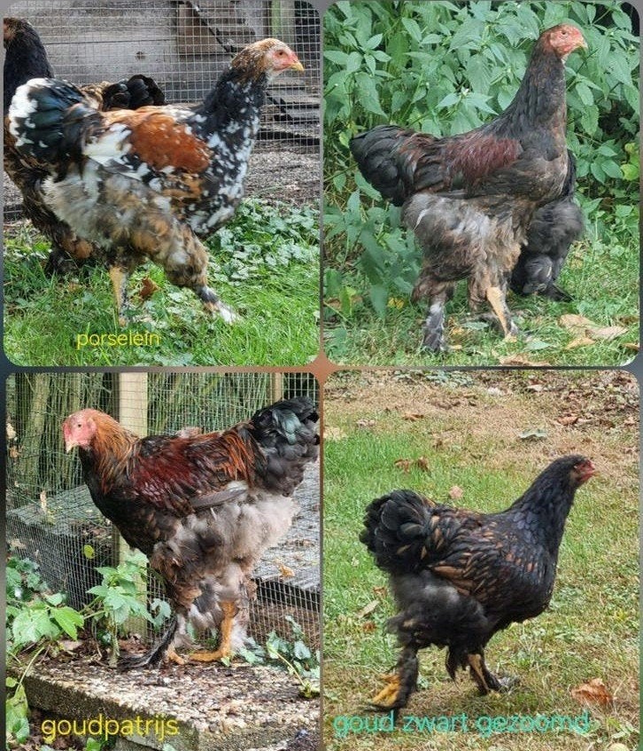 4 jonge brahma haantjes zoeken nieuwe plek, Dieren en Toebehoren, Pluimvee, Mannelijk, Kip