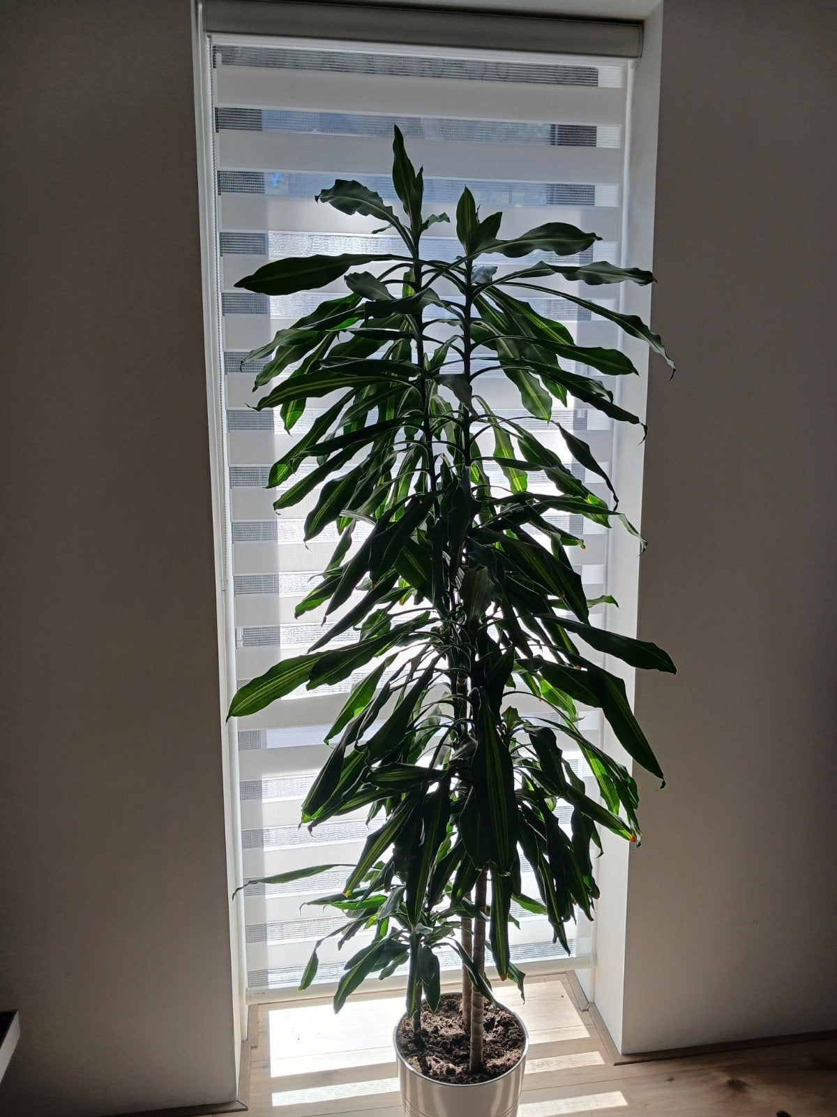 Zo goed als nieuw duo rolgordijn wit 93 x 250 Veneta, Ophalen, 93 cm, Duo rolgordijn, Rolgordijn