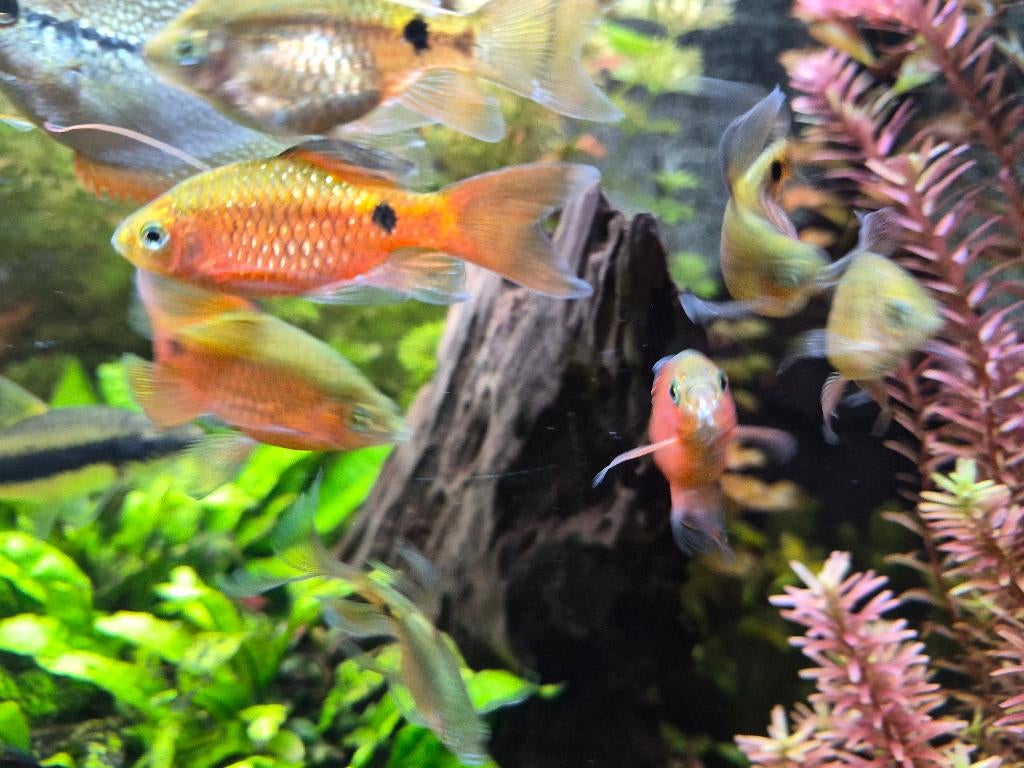 9x prachtbarbeel longfin, Dieren en Toebehoren, Vis