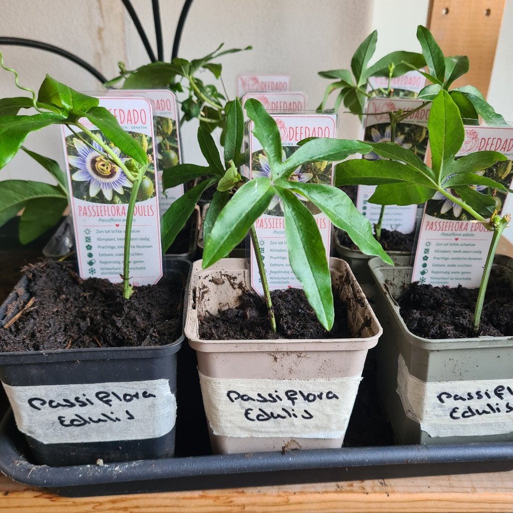 Passieflora  Edulis | Passiebloem, Tuin en Terras, Ophalen, Volle zon, Vaste plant, Klimplanten