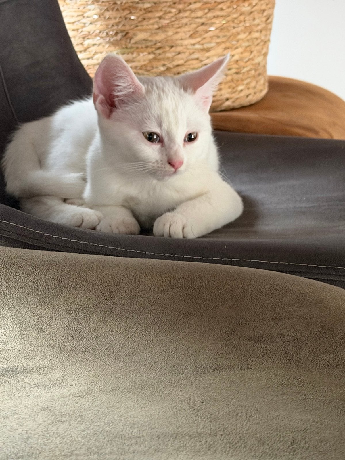 Kitten 10 weken