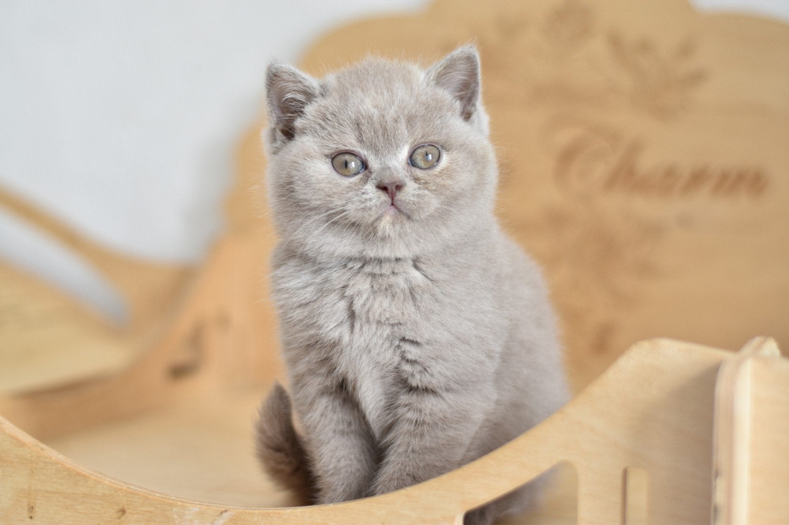 Britse Korthaar Lilac Tortie – Octavia, Poes, Met stamboom, 0 tot 2 jaar