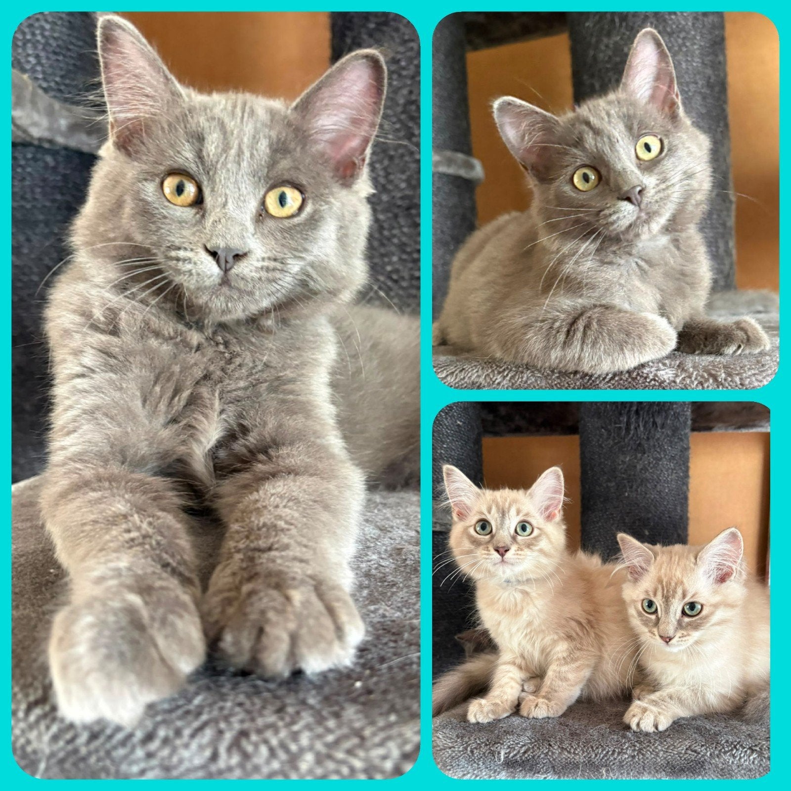 RAGDOLL KITTENS ( BLUE SEPIA EN MINK LYNX KLEUR), Dieren en Toebehoren, Meerdere dieren, Langharig, 0 tot 2 jaar